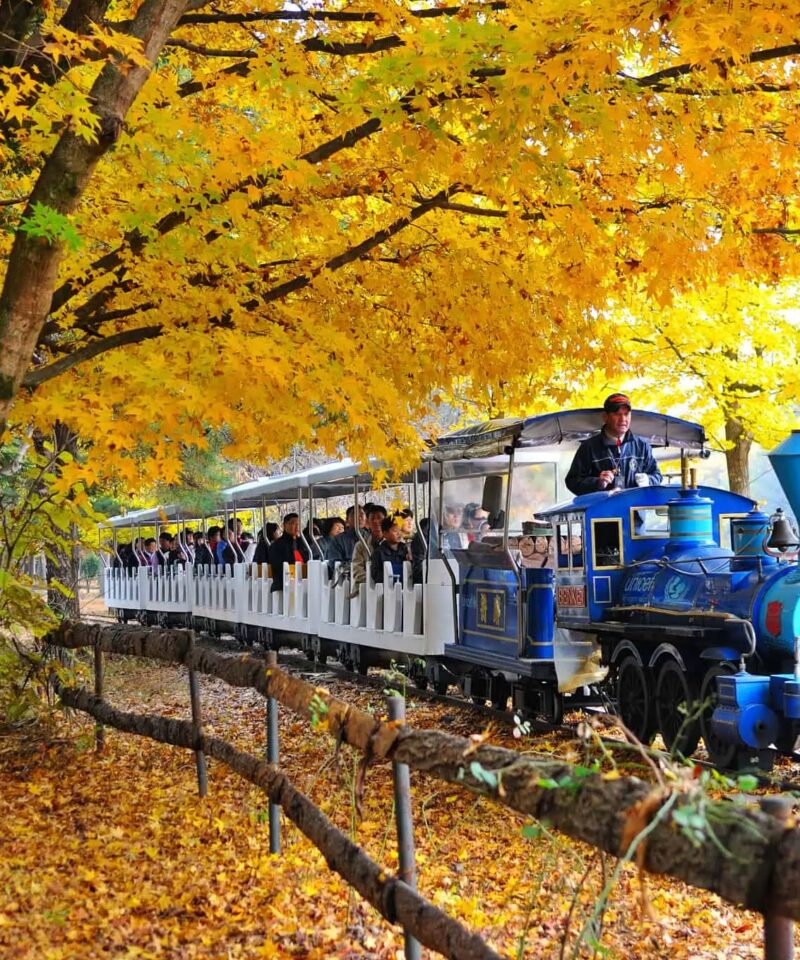 Korea day trip - Nami Island tour - Train 한국여행 - 나미섬 여행 - 기차